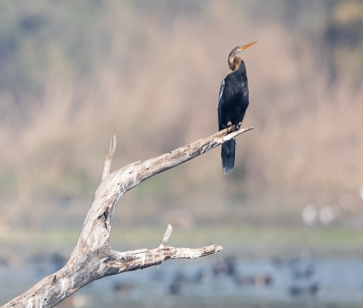 Oriental Darter - ML45377461