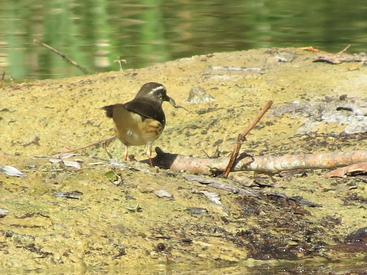 Paruline hochequeue - ML453775171