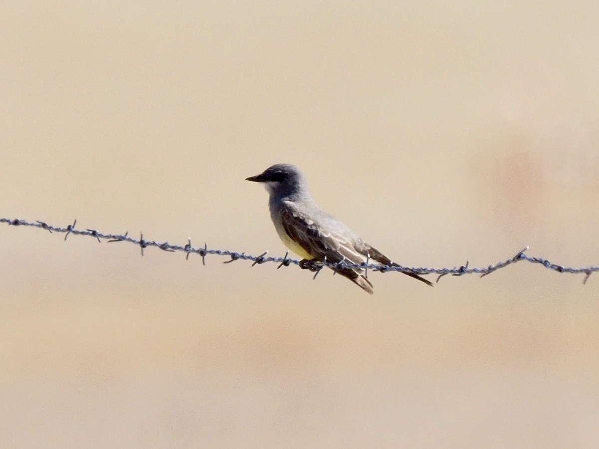 Cassin's Kingbird - ML453775271