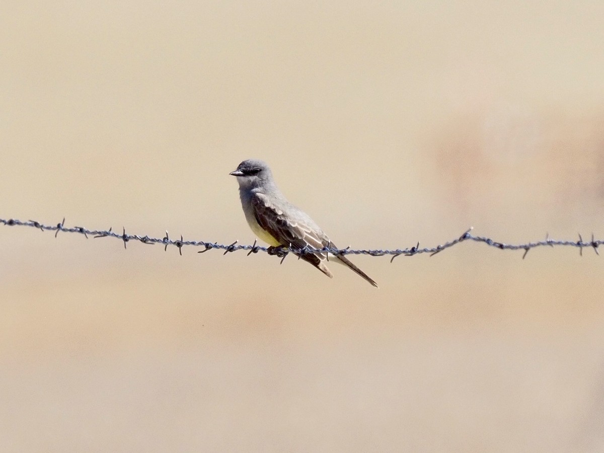 Cassin's Kingbird - ML453775371