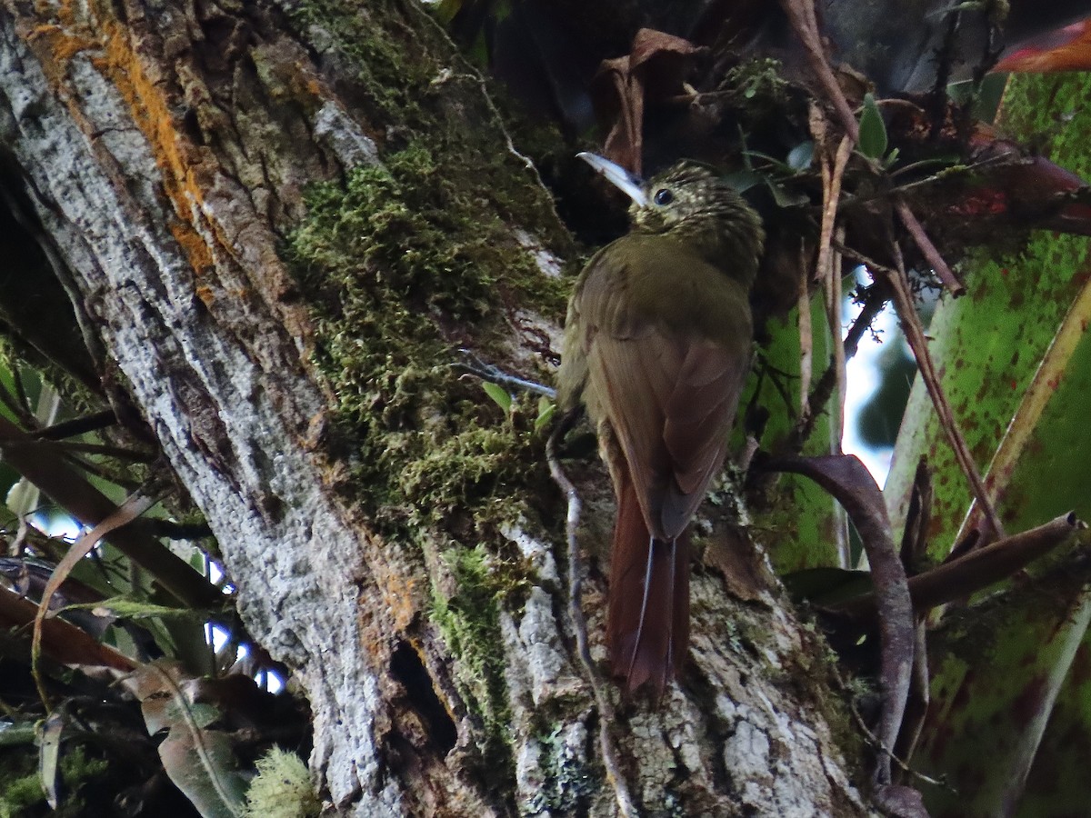 Yeşil Sırtlı Tırmaşık - ML453776021