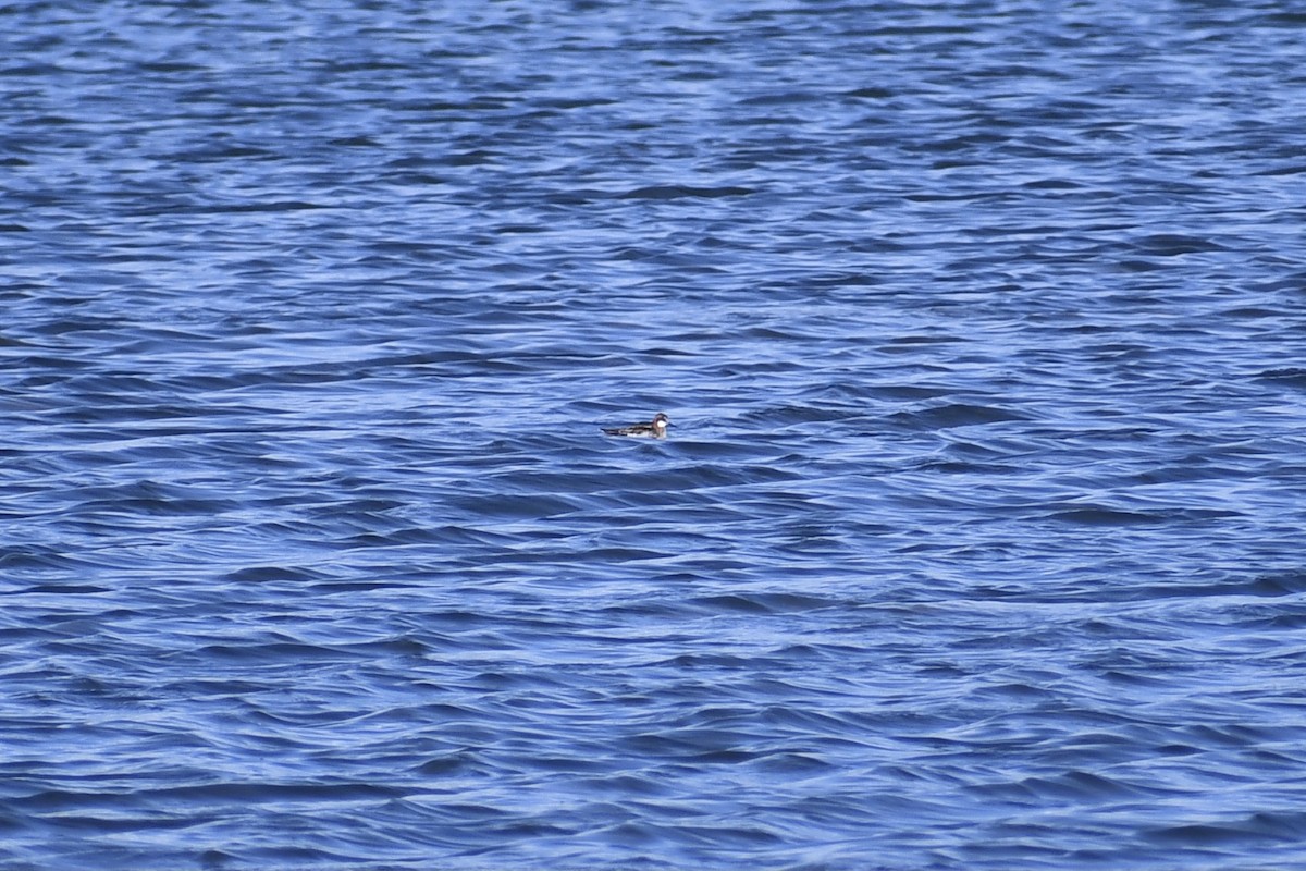 Red-necked Phalarope - ML453776701