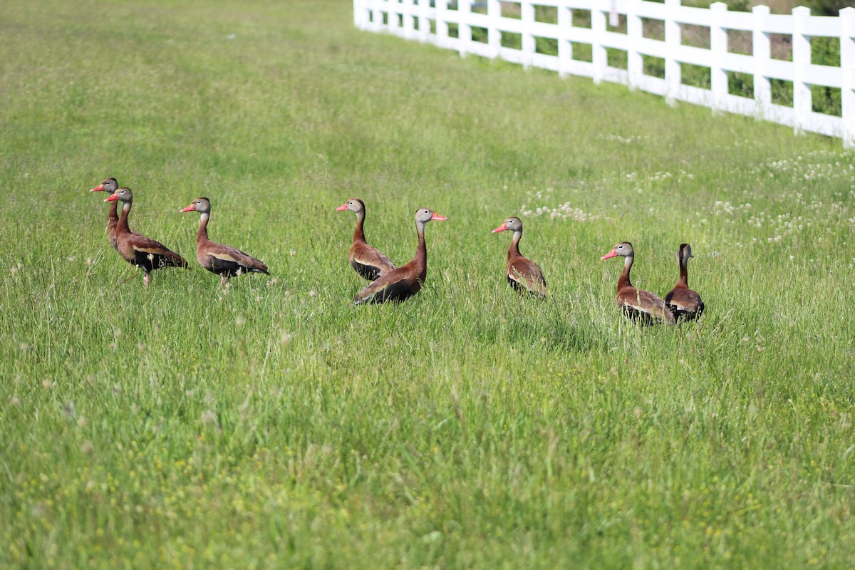 Black-bellied Whistling-Duck - ML453777101