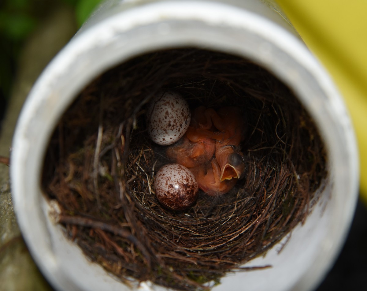 Prothonotary Warbler - ML453778991