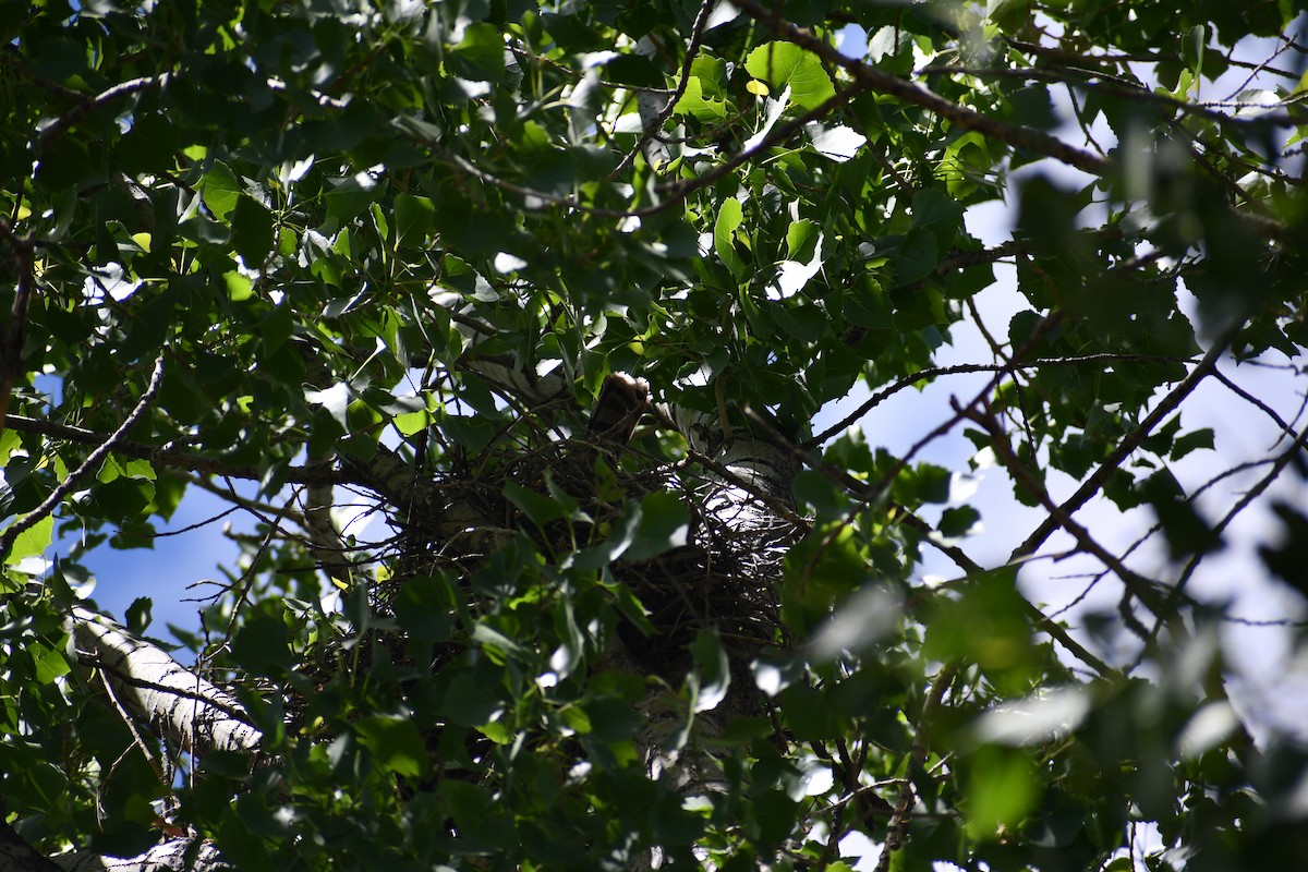 Cooper's Hawk - ML453779551