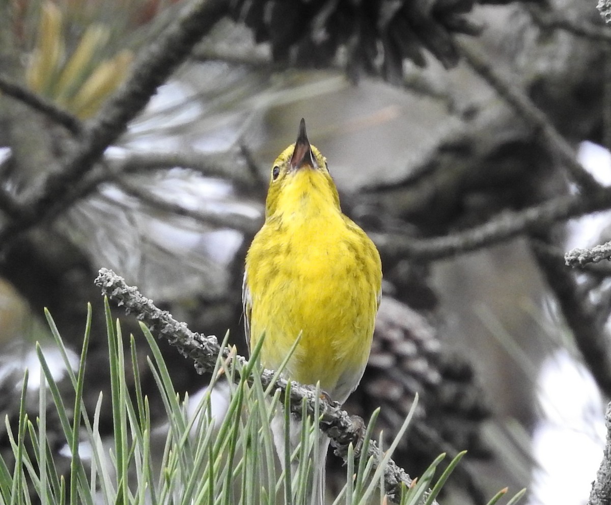 Pine Warbler - ML453780831