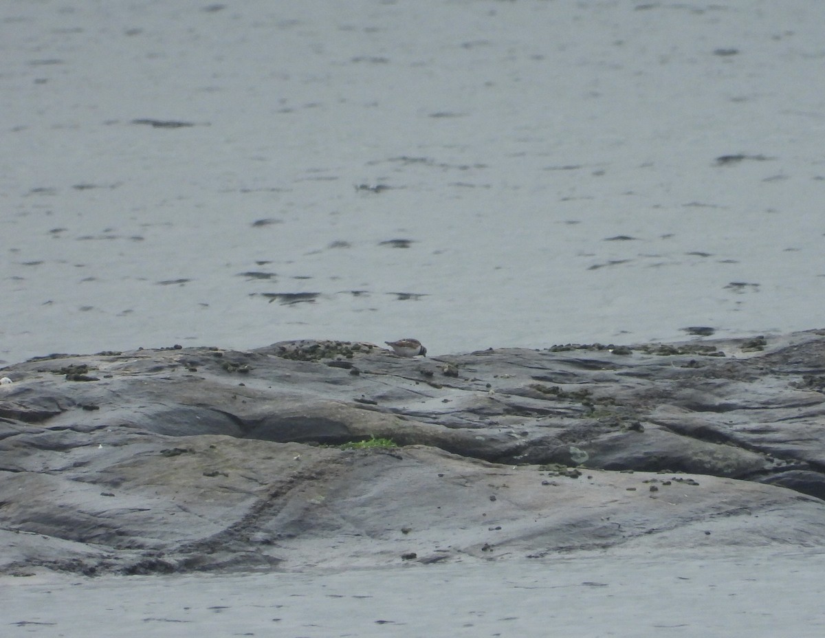 Ruddy Turnstone - Eric Lamond