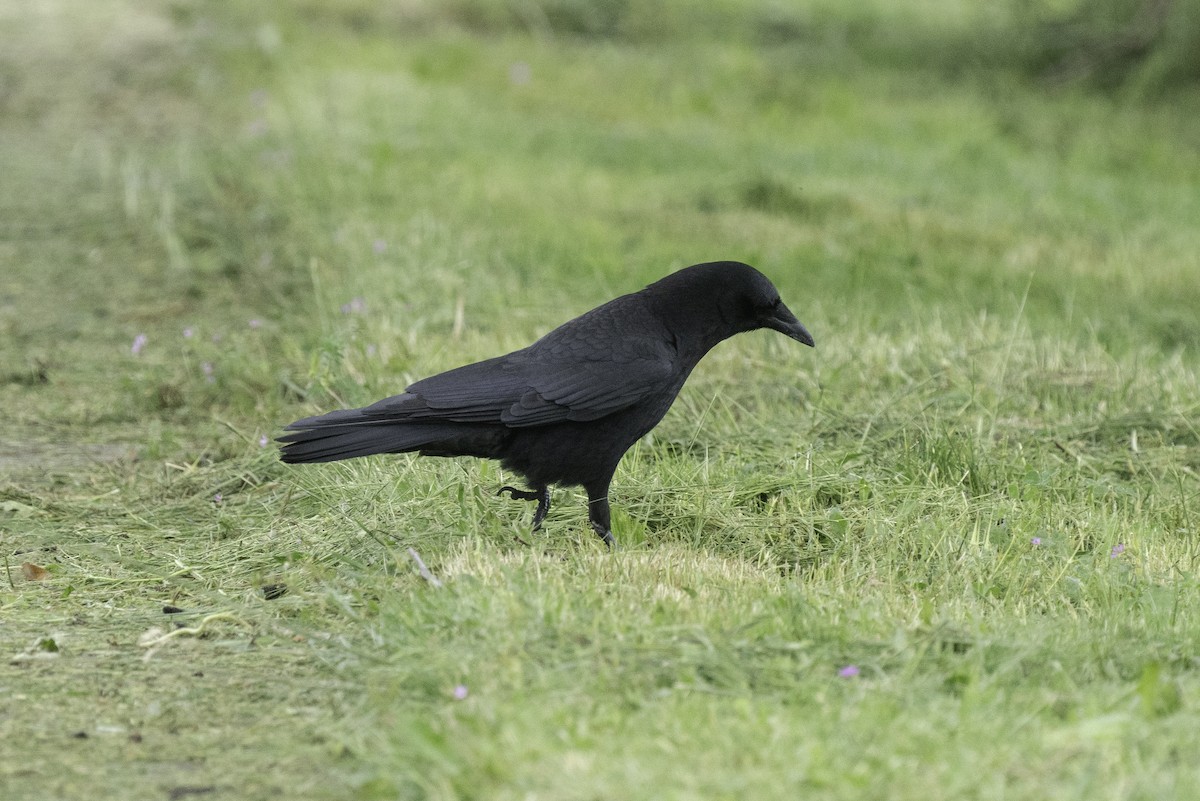 American Crow - ML453783721