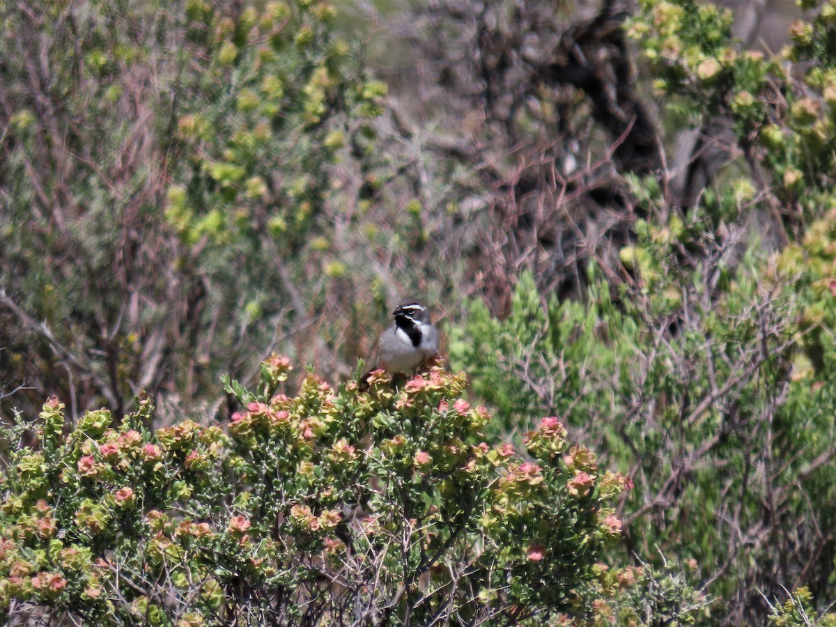 Black-throated Sparrow - ML453783821