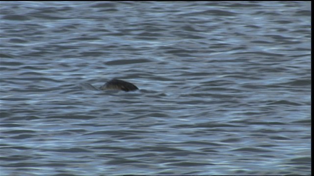 Great Grebe - ML453784