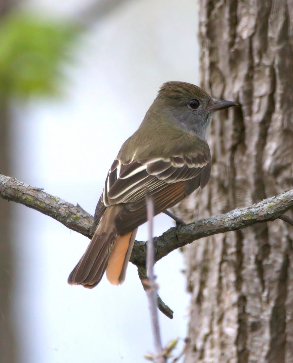Great Crested Flycatcher - Sue Riffe