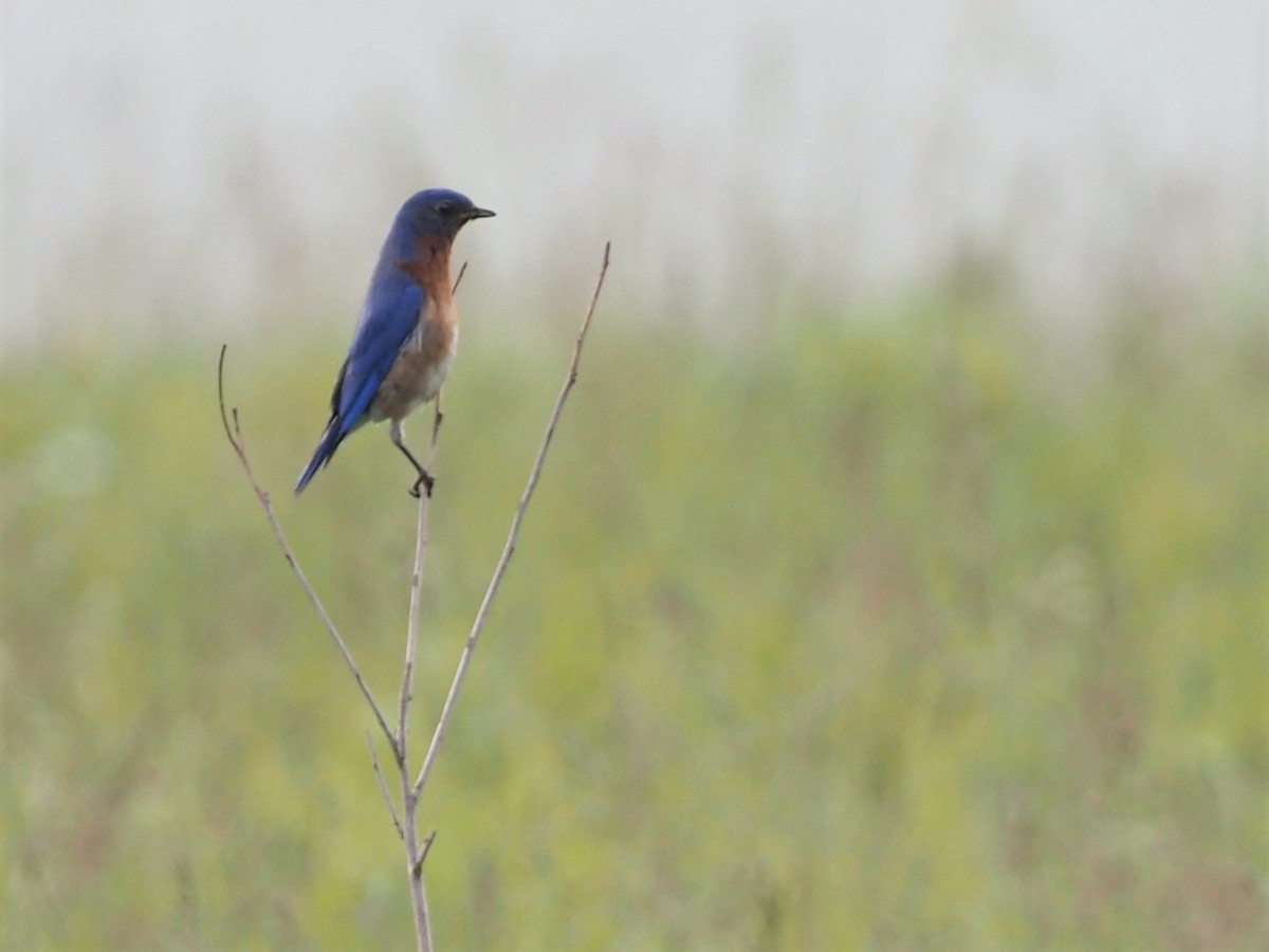 Eastern Bluebird - ML453784881