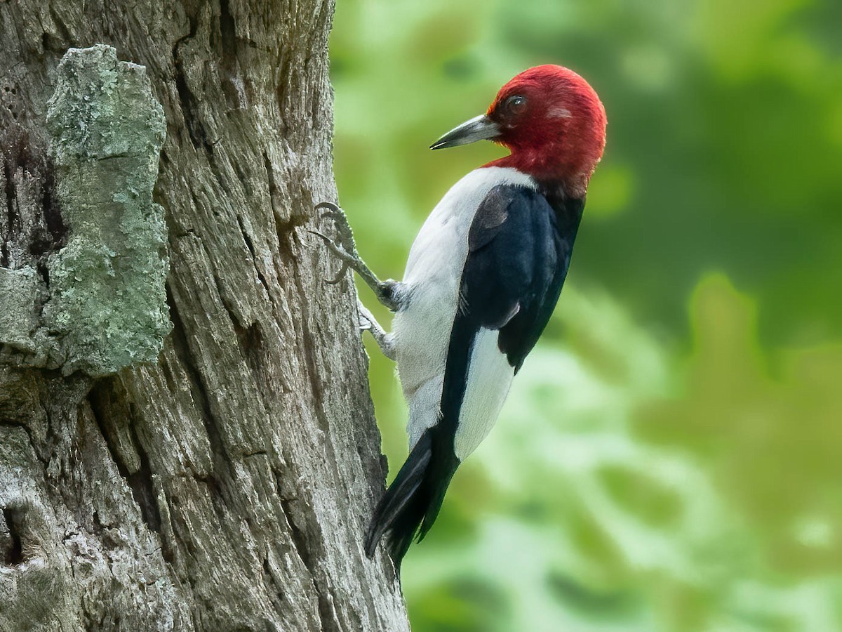Red-headed Woodpecker - Grant Price