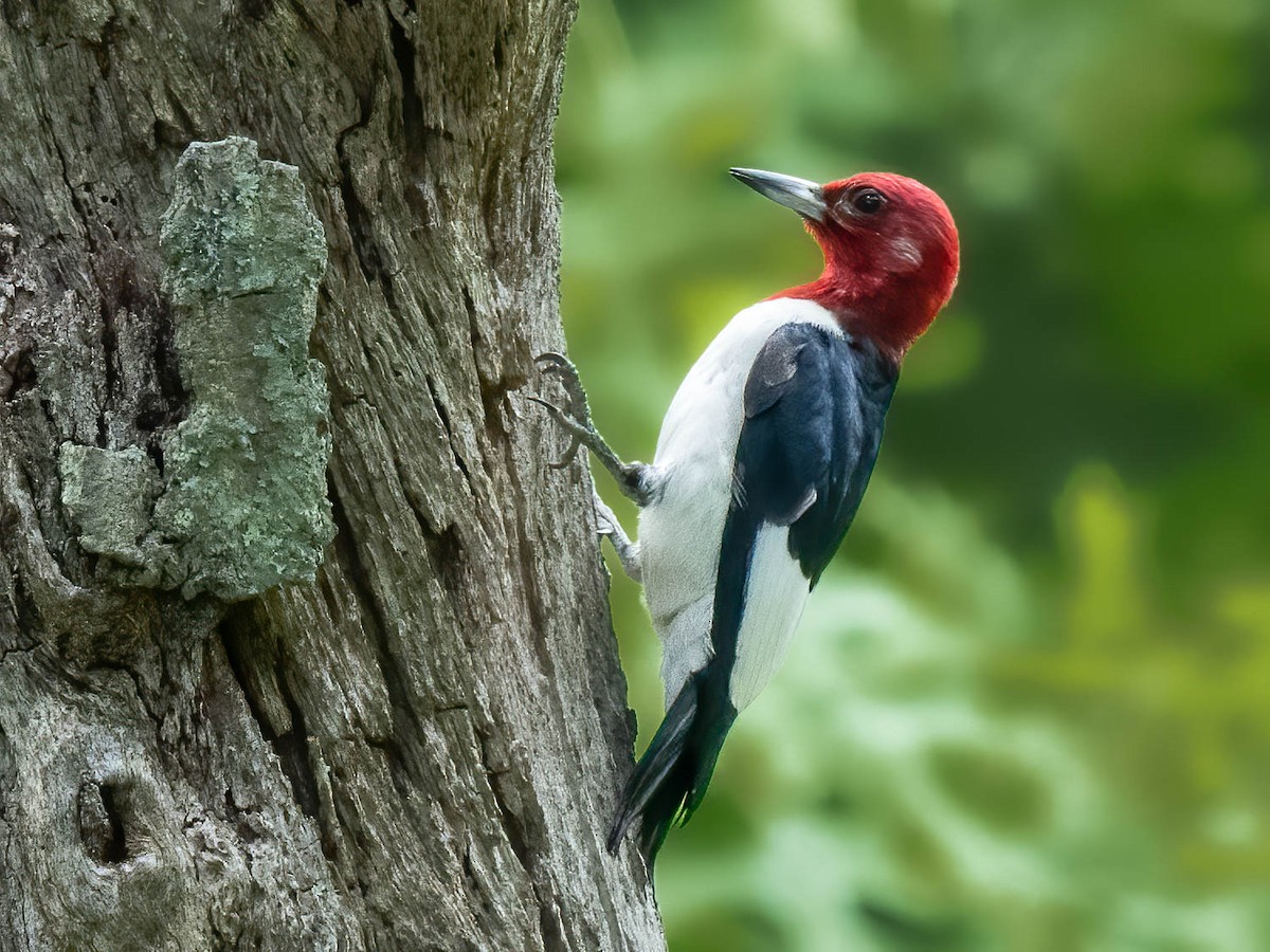 Red-headed Woodpecker - Grant Price