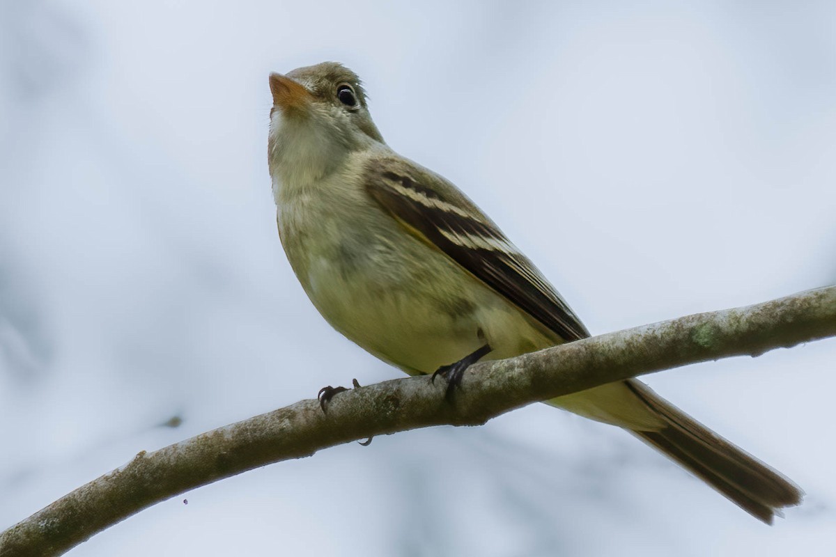 tyranovec zelenavý - ML453785231