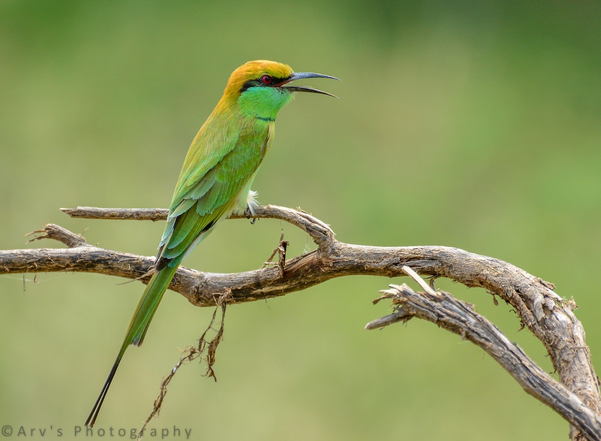 Asian Green Bee-eater - ML453785261