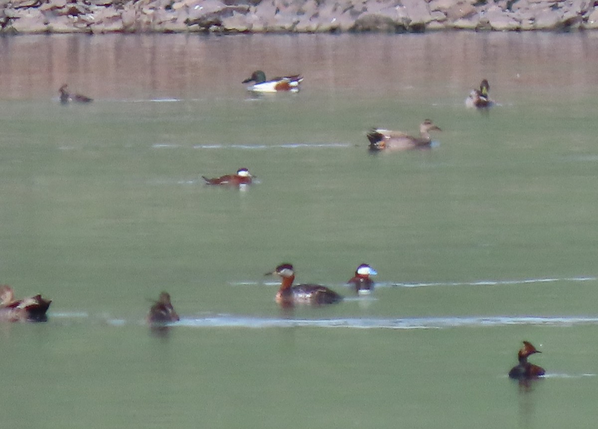 Red-necked Grebe - ML453786081