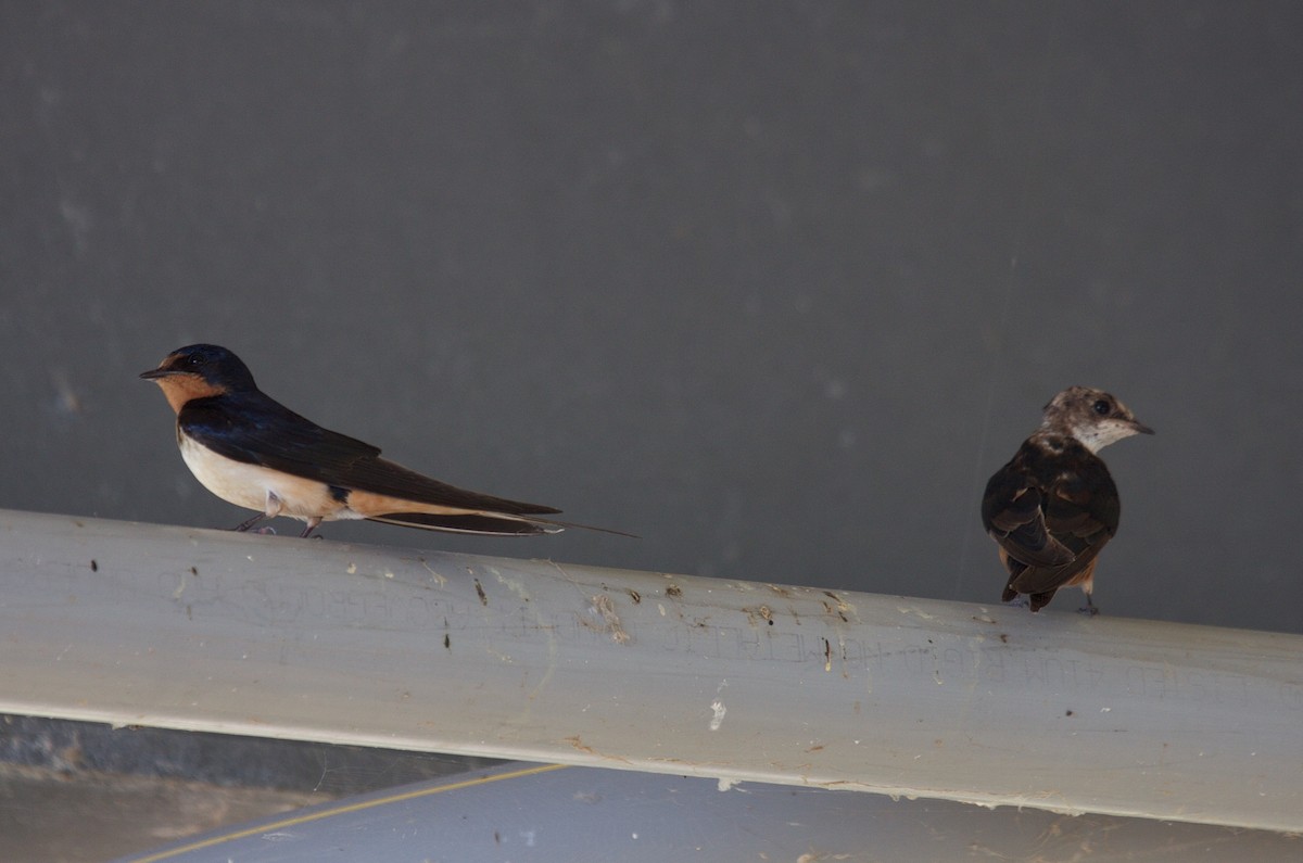 Barn Swallow - ML45378651