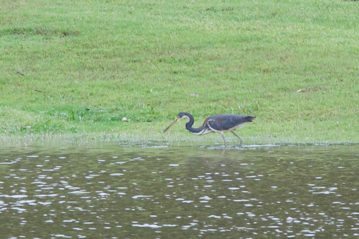 Tricolored Heron - ML453787941