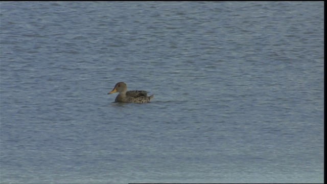 Нугасны овгийн зүйл - ML453788