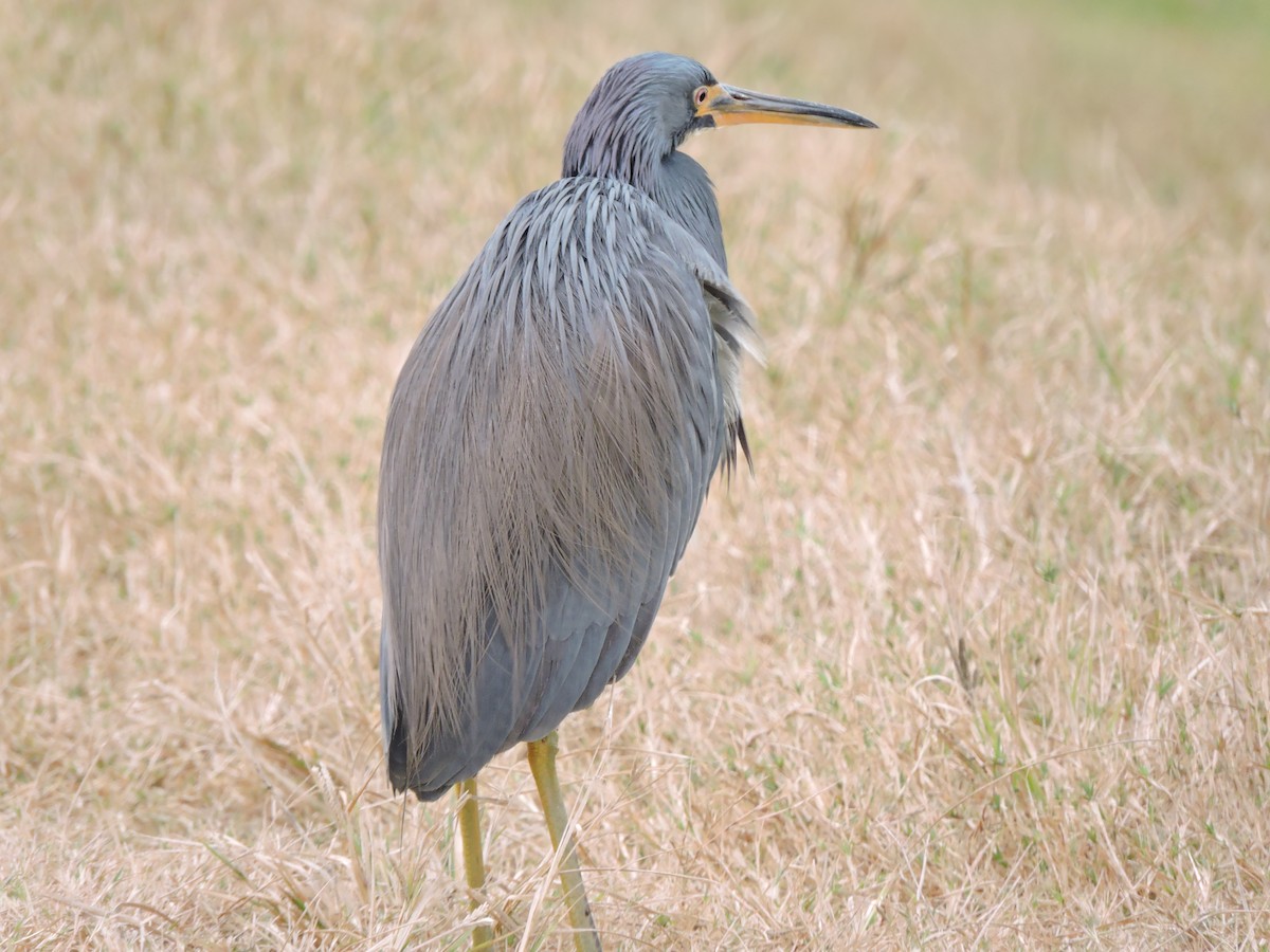 Tricolored Heron - ML45378981