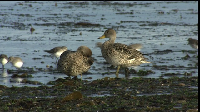 Нугасны овгийн зүйл - ML453791