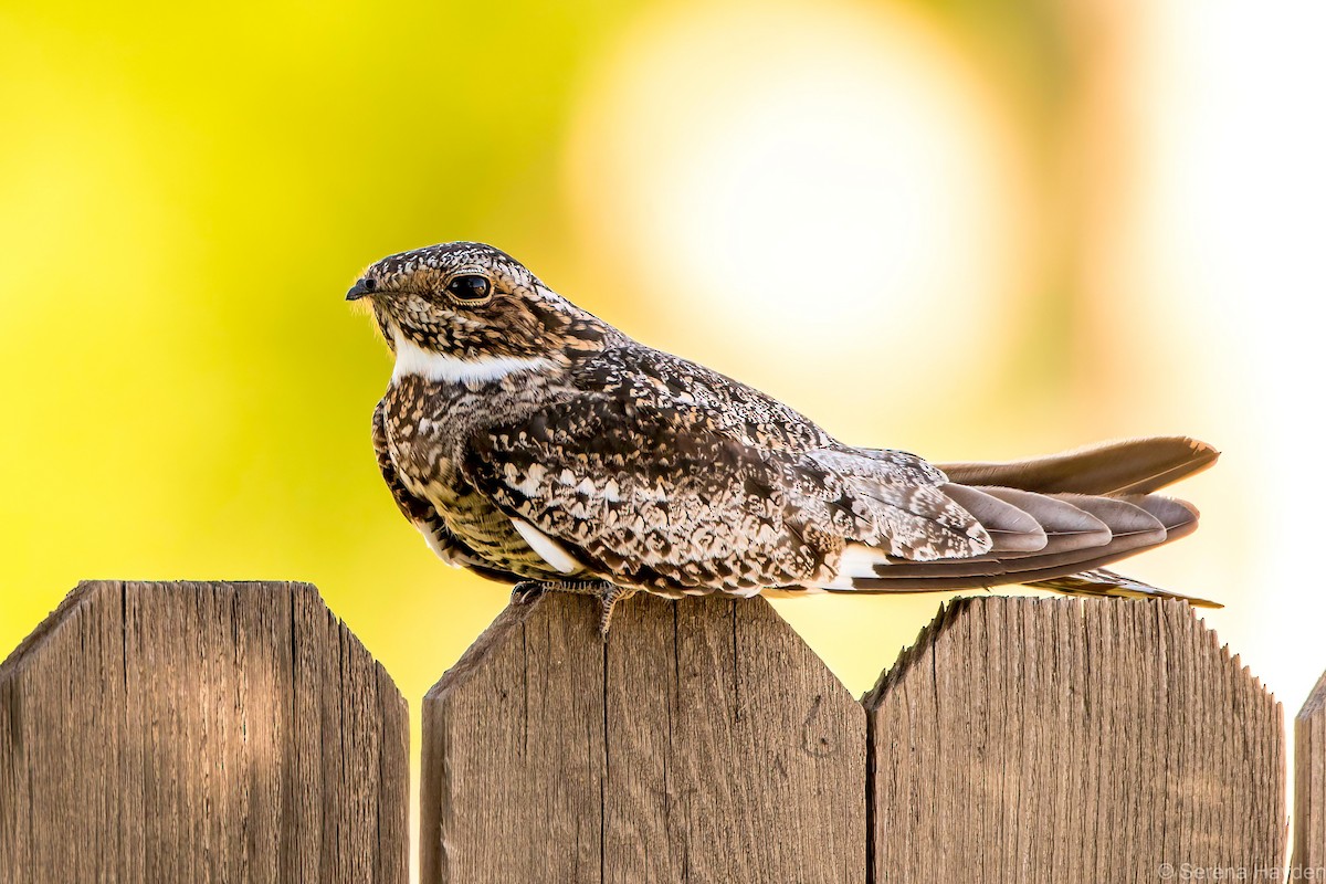 Common Nighthawk - Serena Hayden