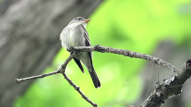 Eastern Wood-Pewee - ML453793321