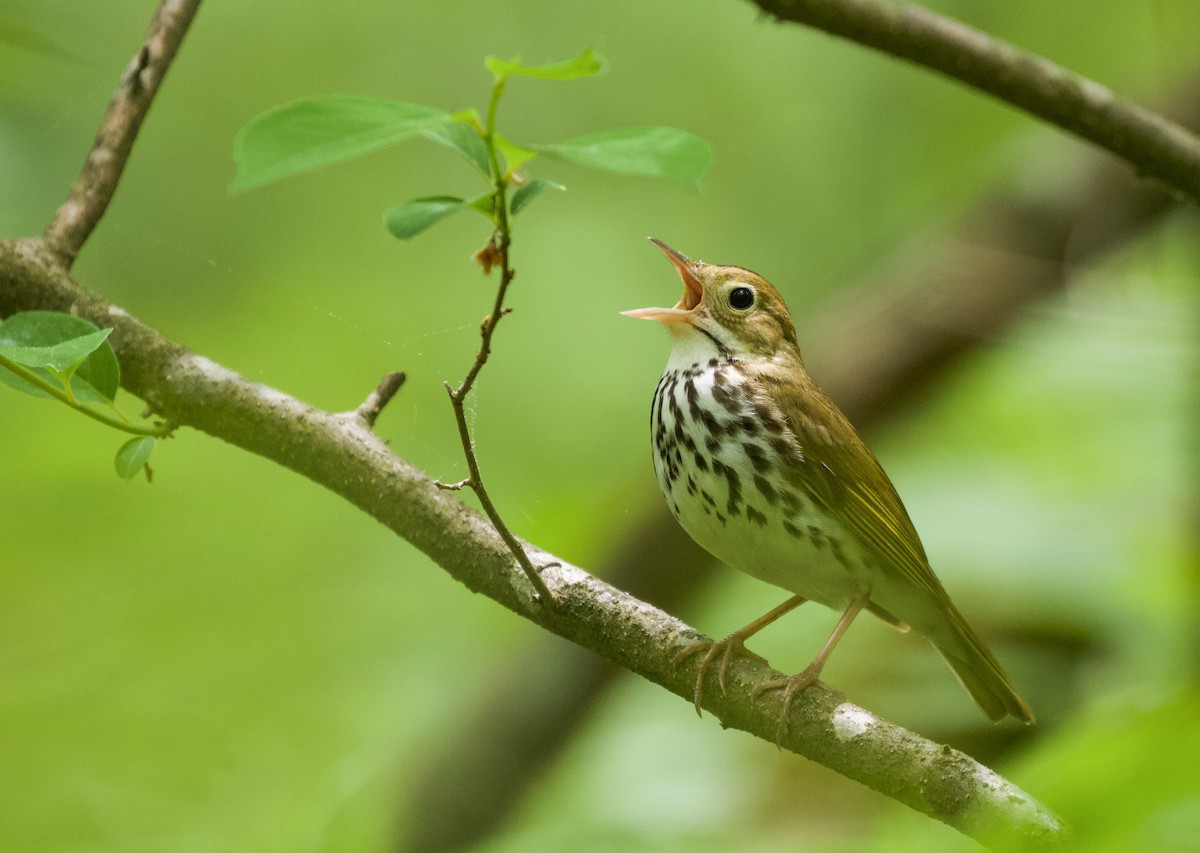 Ovenbird - ML453794311