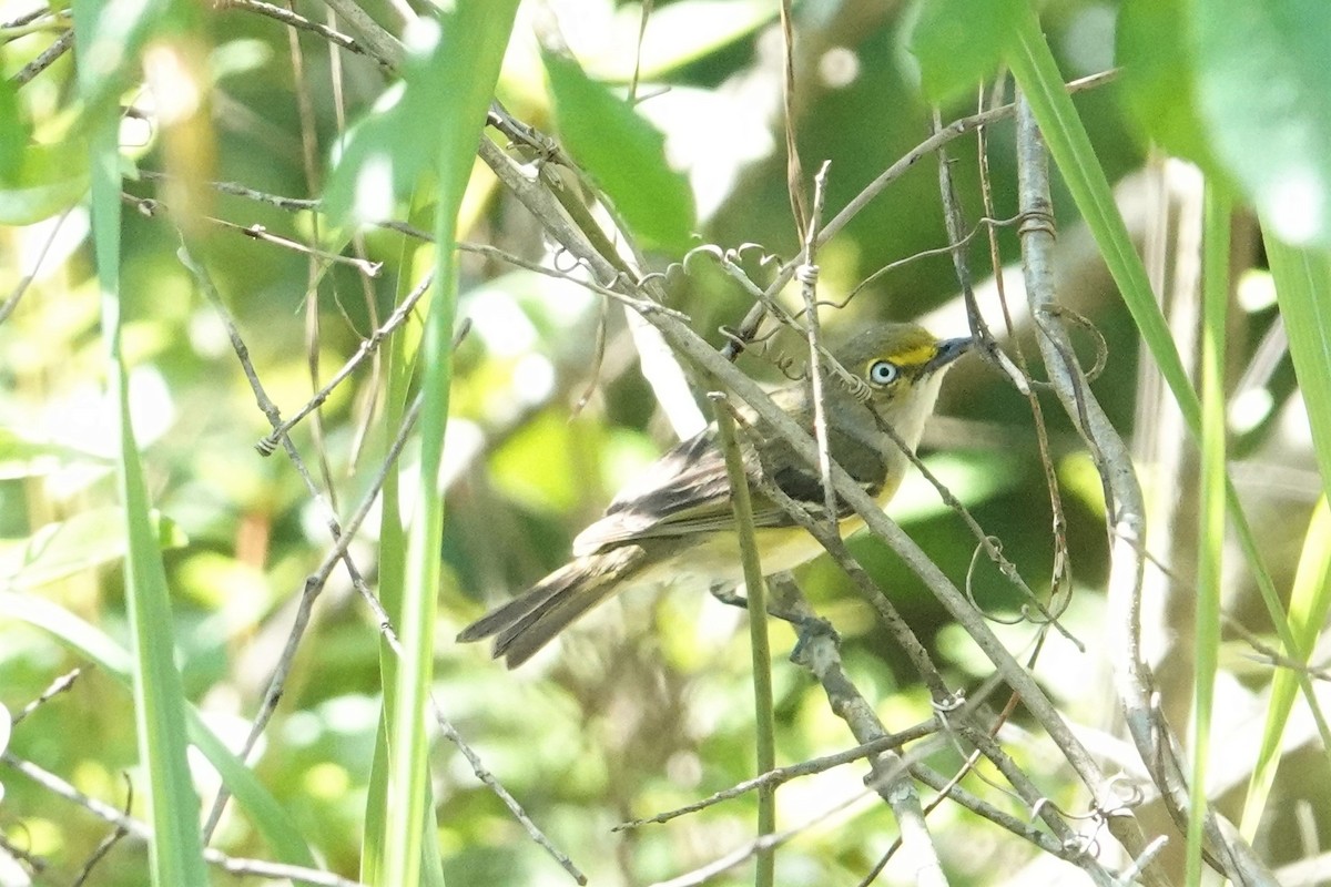 White-eyed Vireo - Allison Graves