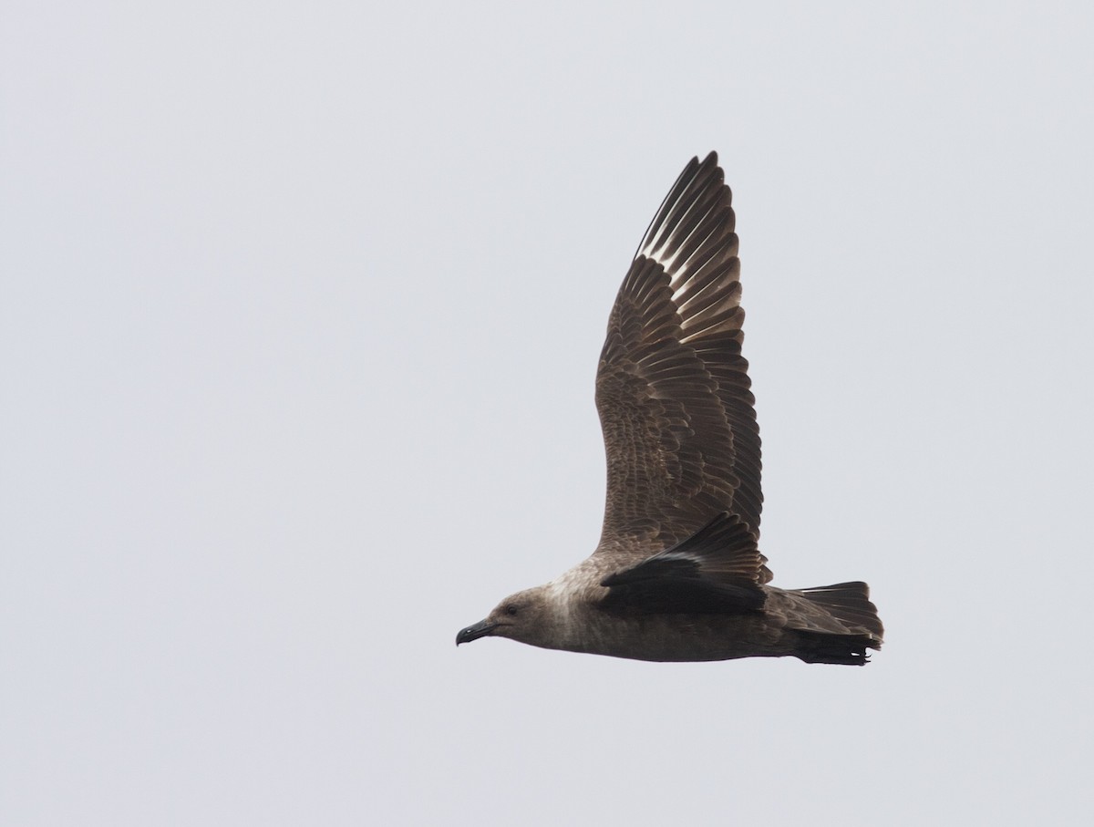 South Polar Skua - Matt Brady