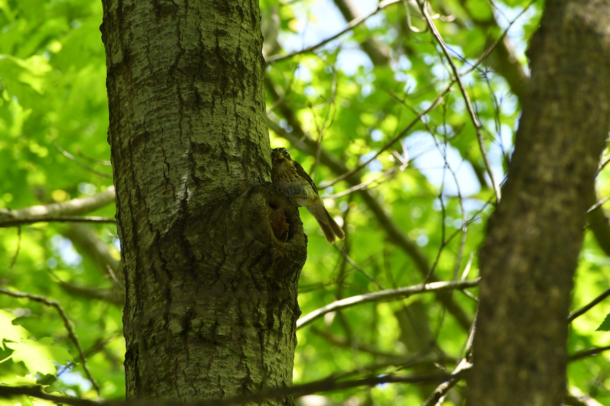 Rose-breasted Grosbeak - ML453795341