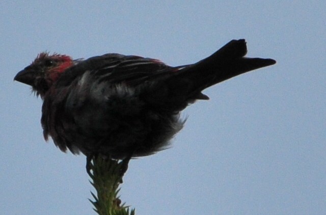 Pine Grosbeak - ML453796481