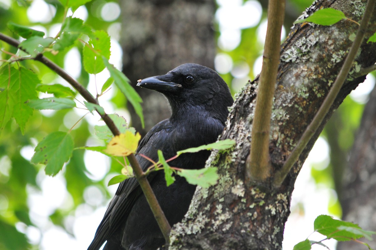 American Crow - ML453796521