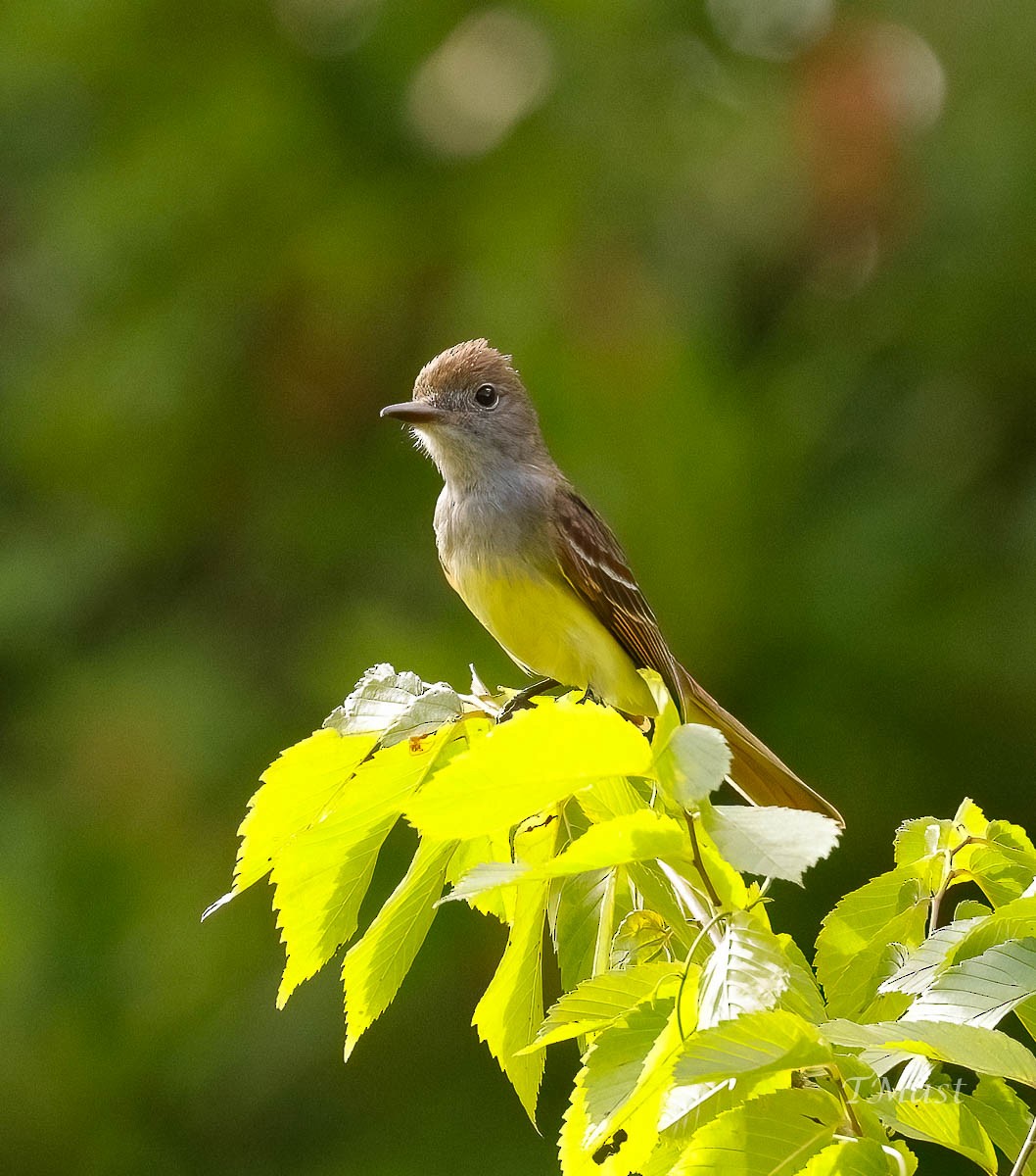 Great Crested Flycatcher - ML453796601
