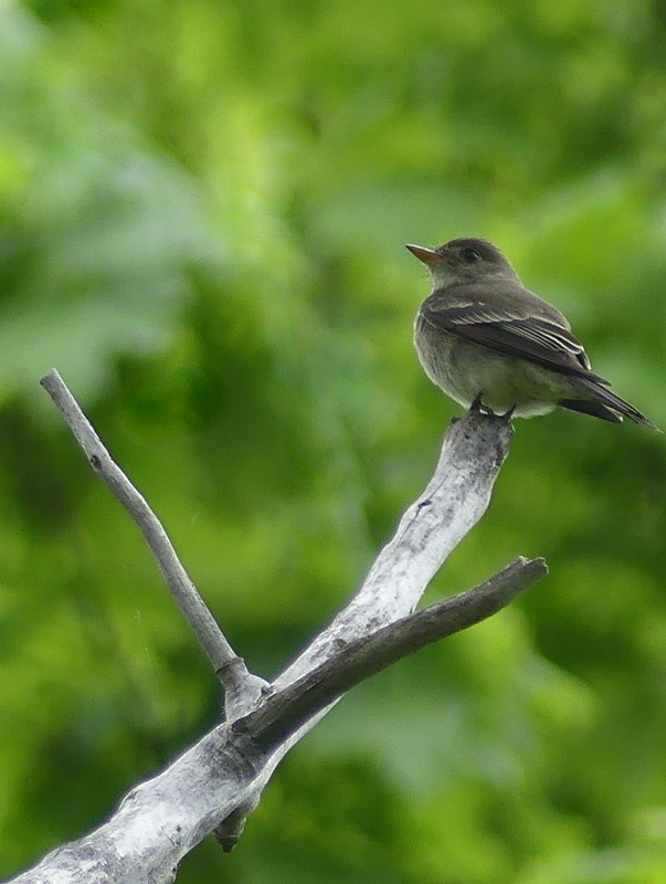 Eastern Wood-Pewee - ML453796641