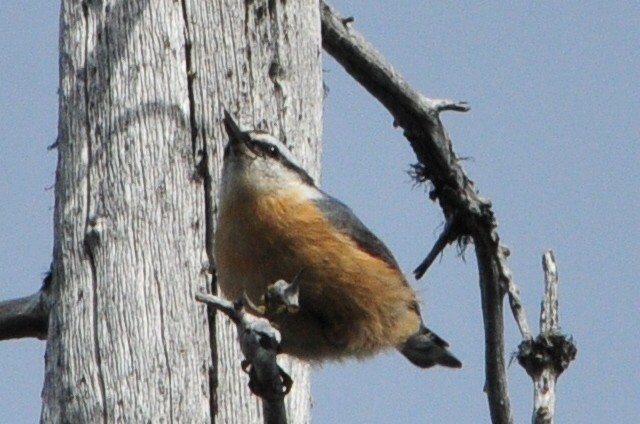 Red-breasted Nuthatch - ML453797241