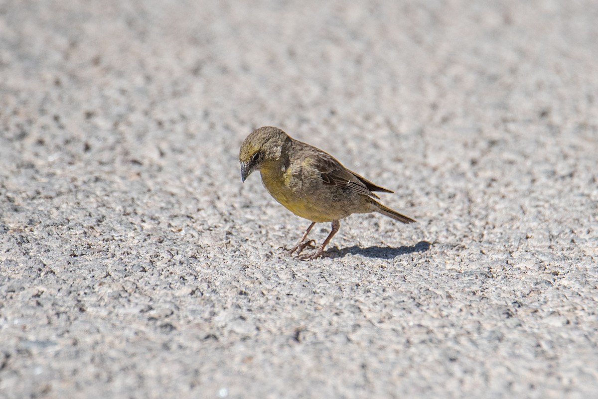 Greenish Yellow-Finch - ML453797371