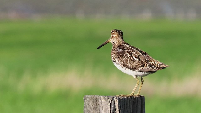 Wilson's Snipe - ML453797621