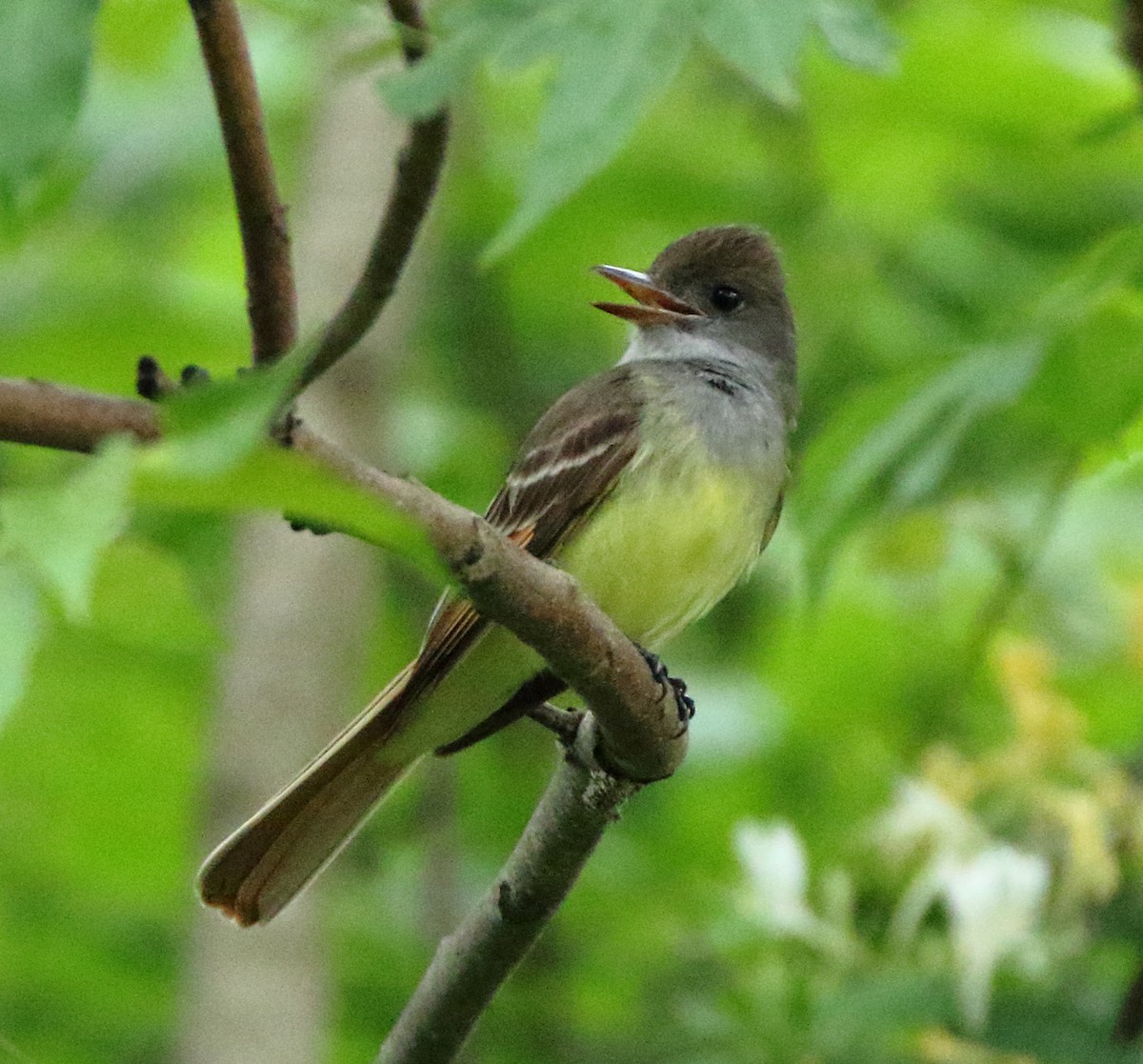 Great Crested Flycatcher - ML453797651