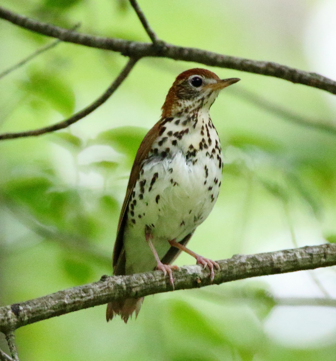 Wood Thrush - ML453797741