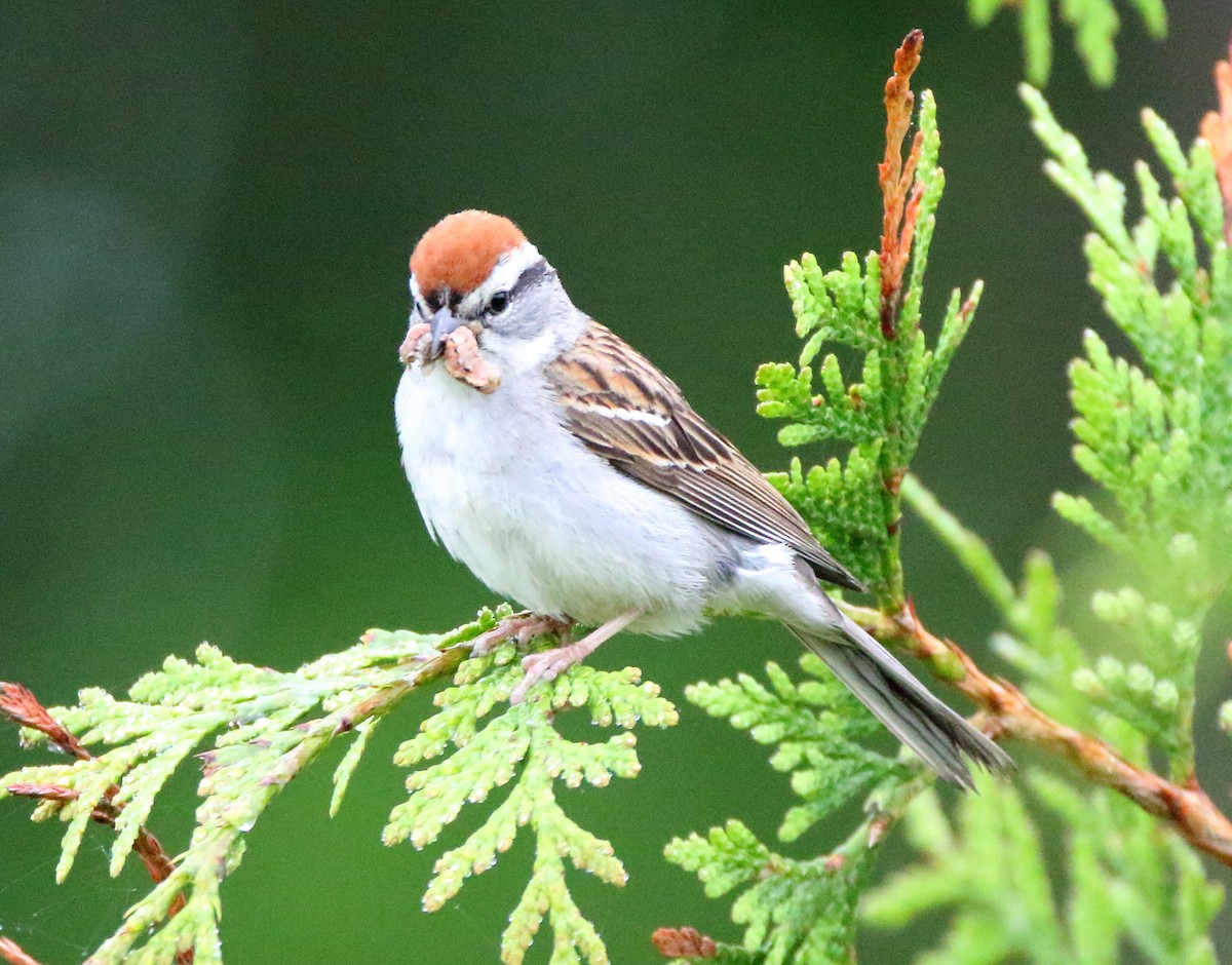 Chipping Sparrow - ML453797861