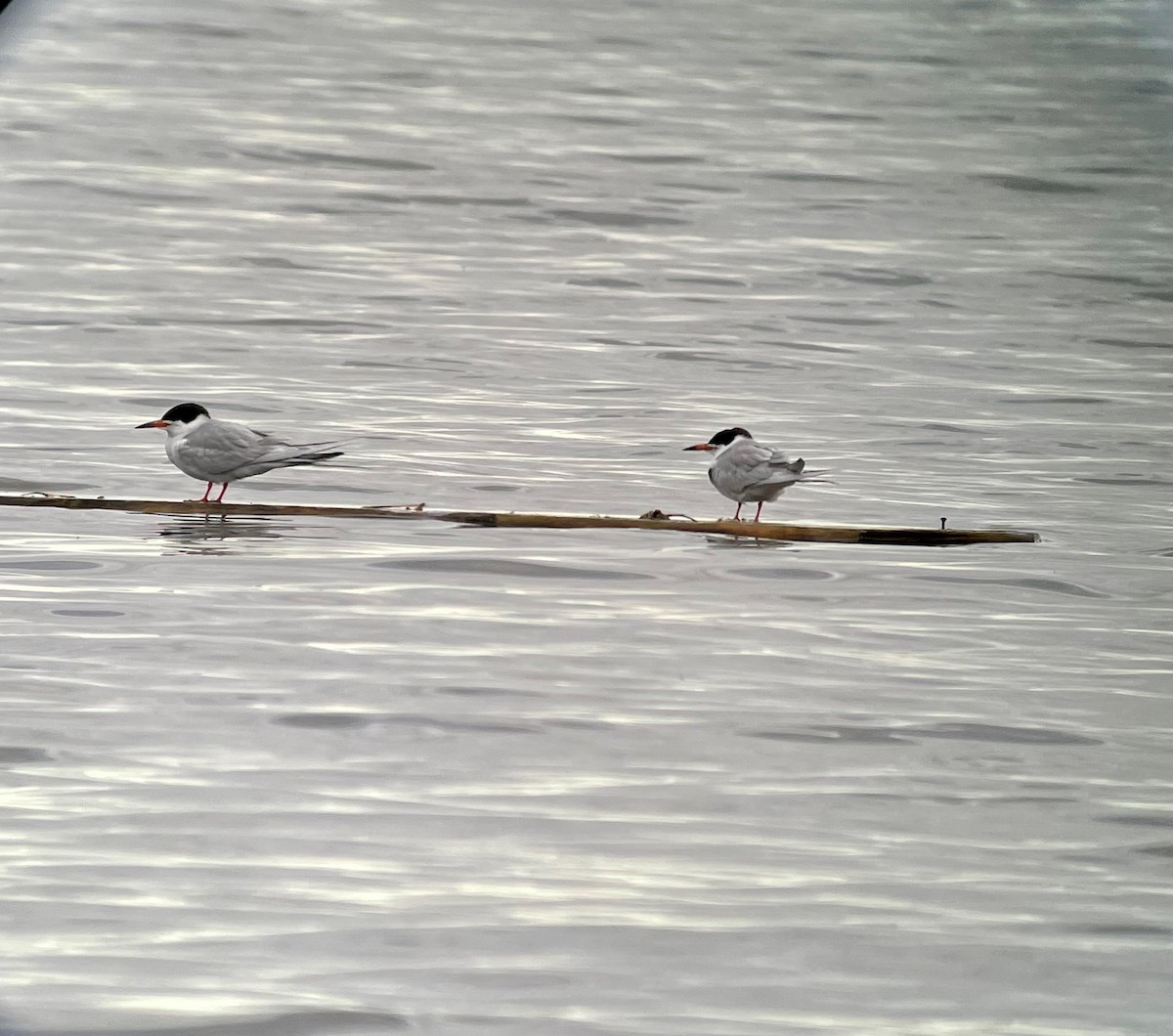 Forster's Tern - ML453797871