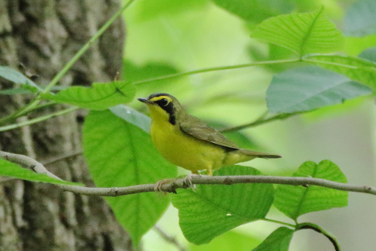 Kentucky Warbler - ML453797921