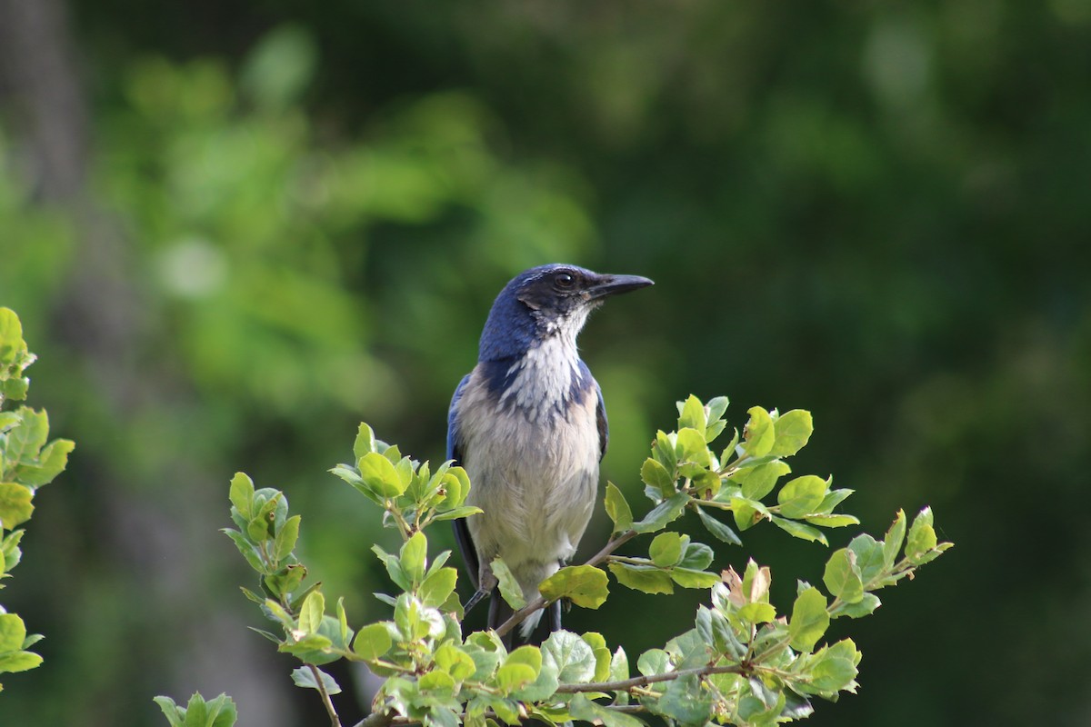 California Scrub-Jay - ML453798811