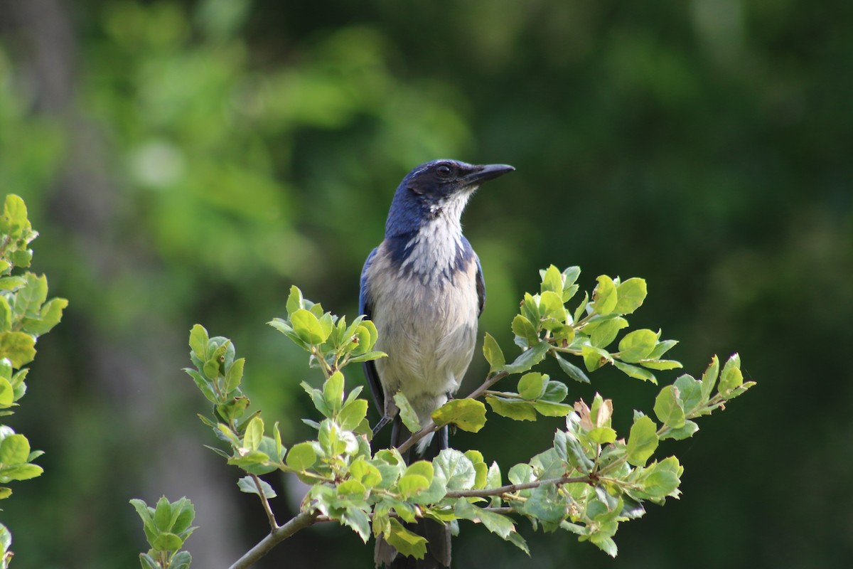 California Scrub-Jay - ML453798891