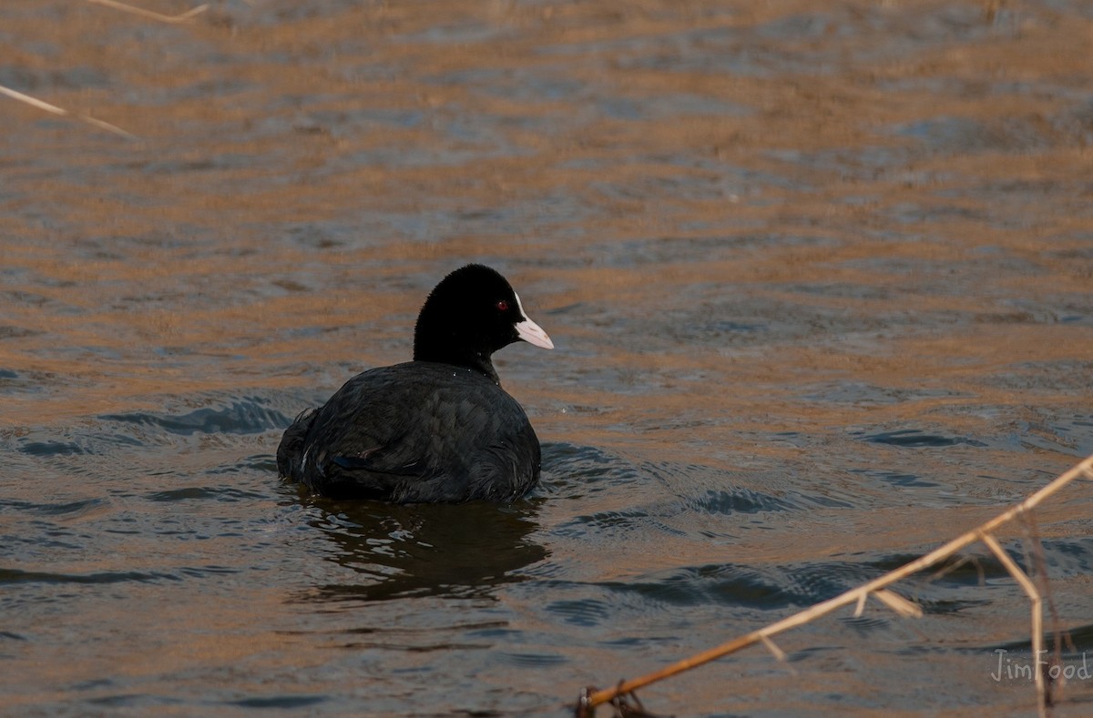 Eurasian Coot - ML45379911