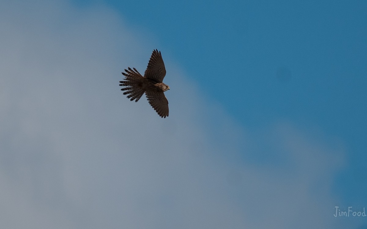 Eurasian Kestrel - Liu JYUN-FU