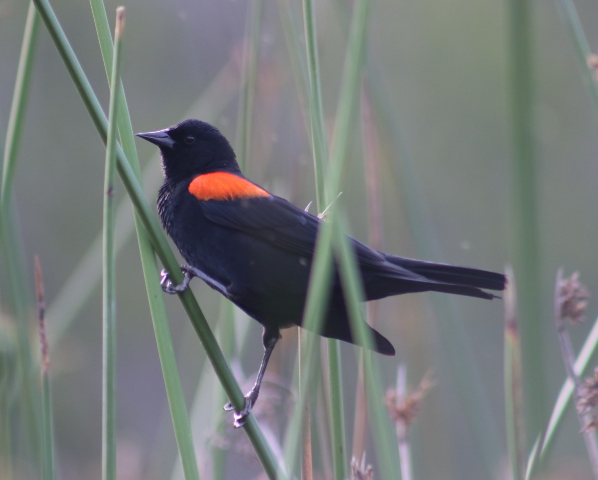 Red-winged Blackbird (California Bicolored) - ML453800421