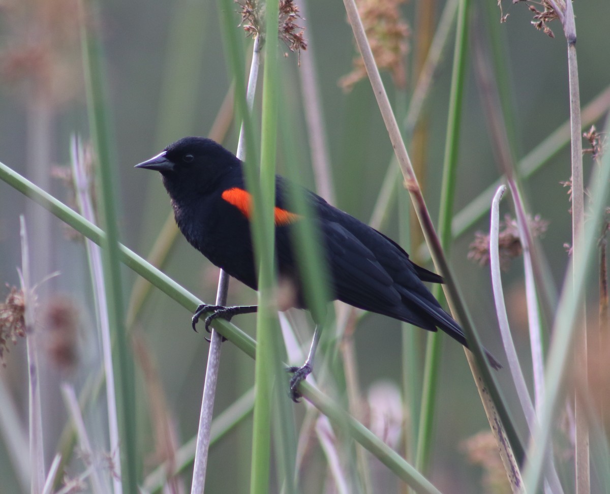 Red-winged Blackbird (California Bicolored) - ML453800461